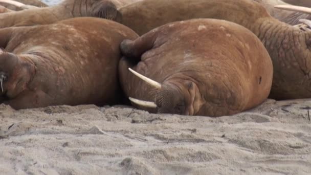 Gruppo di trichechi rilassarsi sulla riva dell'Oceano Artico in Svalbard . — Video Stock