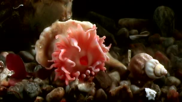 Rote Anemone actinia hautnah unter Wasser auf dem Meeresboden des weißen Meeres. — Stockvideo