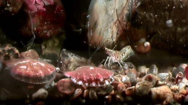 ホタテ貝を海底に水中クローズ アップ. — ストック動画