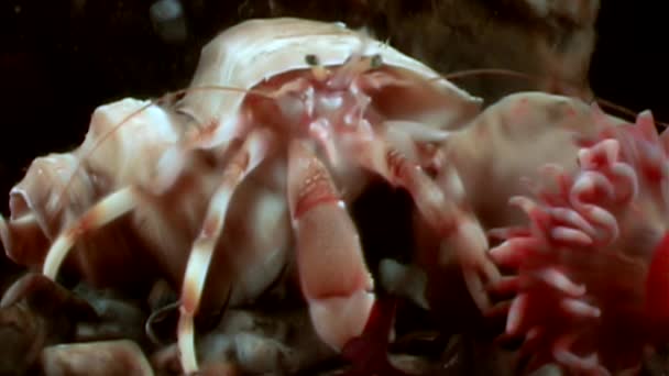 Cáncer de cangrejo ermitaño bajo el agua en busca de alimentos en los fondos marinos del Mar Blanco . — Vídeo de stock