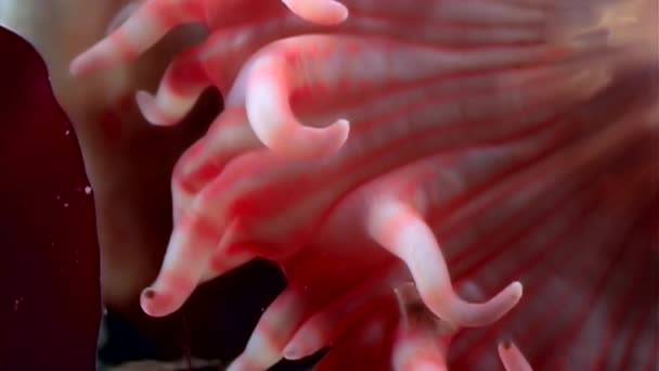 Rote Anemone actinia hautnah unter Wasser auf dem Meeresboden des weißen Meeres. — Stockvideo