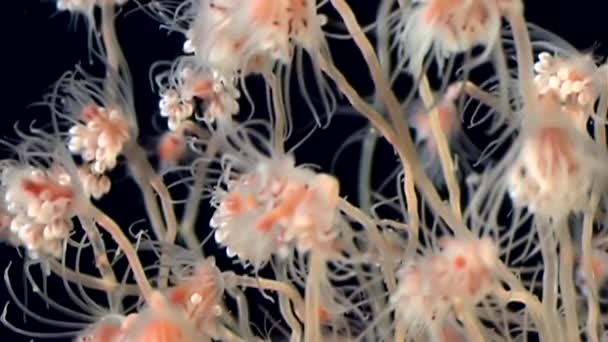 Bell Hydroid denizanası kolonileri açar beyaz deniz sualtı deniz dibinin Rusya'da. — Stok video