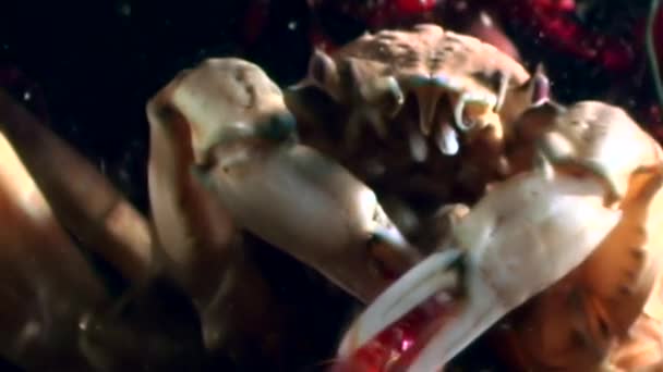 Καβούρια τρώνε γαρίδες κοντινό υποβρύχιο στο βυθό της θάλασσας Λευκή Ρωσίας. — Αρχείο Βίντεο