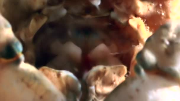 Krabben essen Garnelen aus nächster Nähe unter Wasser auf dem Meeresboden des Weißen Meeres Russland. — Stockvideo