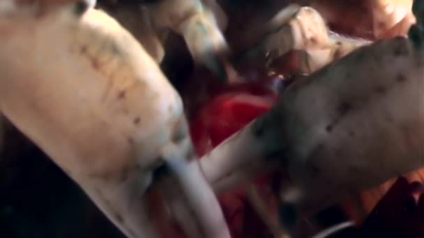 Krevety v krab drápy closeup poblíž ústí pod vodou na dno z Bílého moře. — Stock video