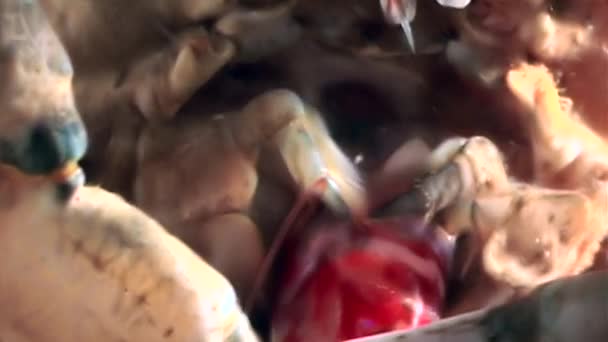 Crevettes dans les griffes de crabe gros plan près de l'embouchure sous l'eau sur le fond marin de la mer Blanche .