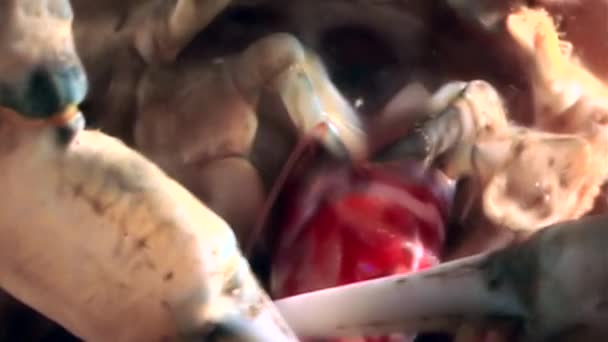 Garnalen in krab klauwen close-up in de buurt van mond onder water op de zeebodem van de Witte Zee. — Stockvideo