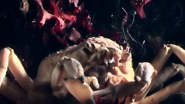 Jeść krab krewetki zamknąć pod wodą na dnie morza białego Rosji. — Wideo stockowe