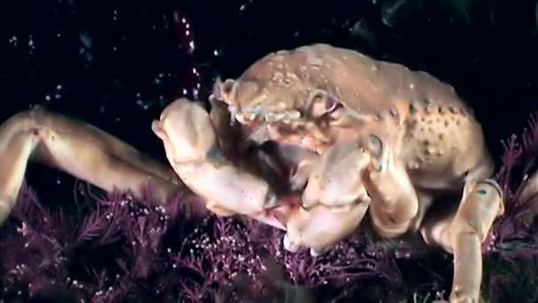 Camarão em garras de caranguejo closeup perto da boca subaquática no fundo do mar do Mar Branco . — Vídeo de Stock