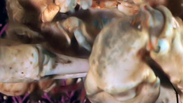 Camarones en garras de cangrejo primer plano cerca de la boca bajo el agua en los fondos marinos del Mar Blanco . — Vídeo de stock