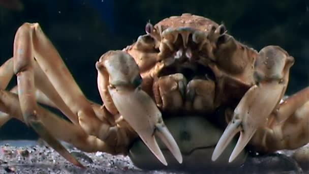 Krab Oberhof onderwater op zoek naar voedsel op de zeebodem van de Witte Zee, Rusland. — Stockvideo