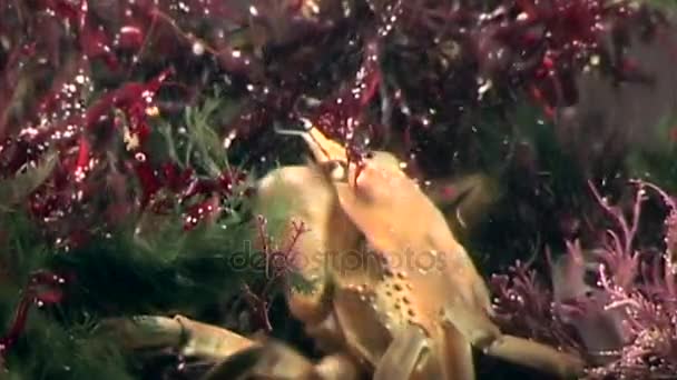 Crabe hios sous l'eau à la recherche de nourriture sur les fonds marins de la mer Blanche Russie . — Video