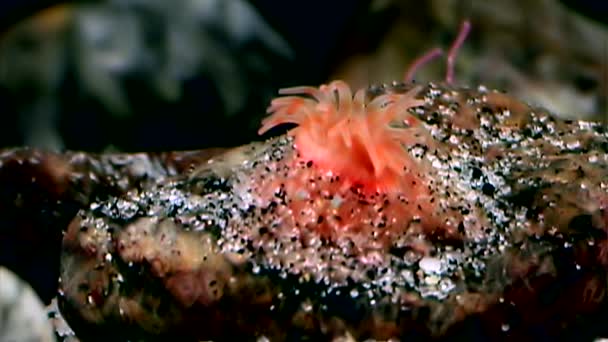 Rote Anemone actinia hautnah unter Wasser auf dem Meeresboden des weißen Meeres. — Stockvideo