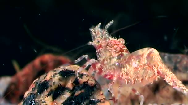 Γυάλινη κόκκινη γαρίδα μασκοφόροι αναζητώντας τροφή υποβρύχια πυθμένα της θάλασσας λευκό. — Αρχείο Βίντεο