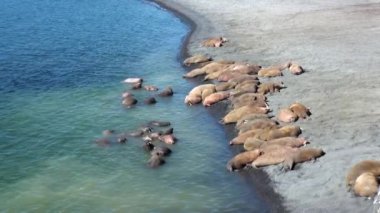 Rusya'da yeni dünya üzerindeki Arktik Okyanusu kıyısında walruses kalan grup.