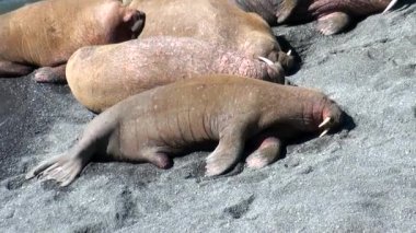 Rusya'da yeni dünya üzerindeki Arktik Okyanusu kıyısında walruses kalan grup.