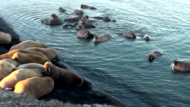 Walrossgruppe ruht sich im Wasser des arktischen Ozeans auf neuer Erde in Russland aus. — Stockvideo