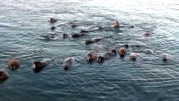 Groep van walrussen rest in water van de Noordelijke IJszee op de nieuwe aarde in Rusland. — Stockvideo