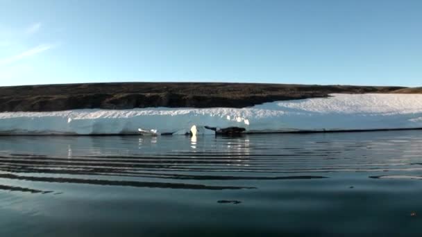 Сніг на узбережжі і води Льодовитий океан на новій землі. — стокове відео