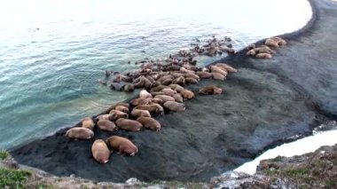 Rusya'da yeni dünya üzerindeki Arktik Okyanusu kıyısında walruses kalan grup.