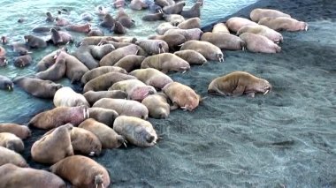 Rusya'da yeni dünya üzerindeki Arktik Okyanusu kıyısında walruses kalan grup.