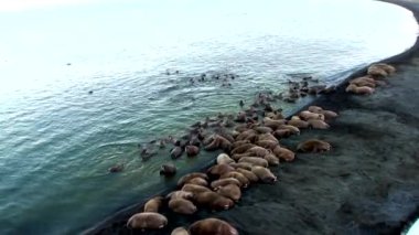 Rusya'da yeni dünya üzerindeki Arktik Okyanusu kıyısında walruses kalan grup.