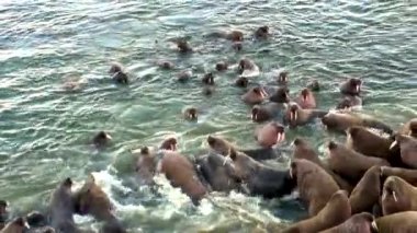 Rusya'da yeni dünya üzerindeki Arktik Okyanusu kıyısında walruses kalan grup.