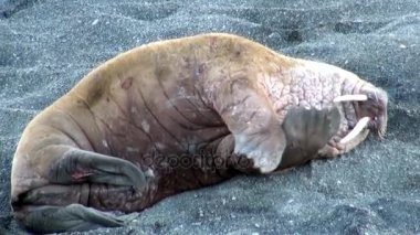 Rusya'da yeni dünya üzerindeki Arktik Okyanusu kıyısında walruses dinlenme.