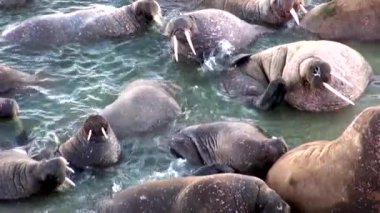 Arktik Okyanusu Rusya'da Yeni Dünya'nın suda walruses kalan grup.
