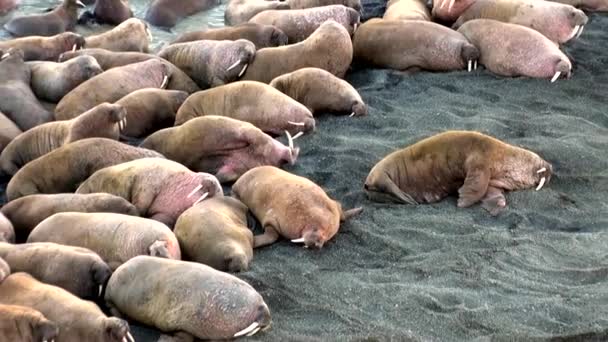Группа моржей отдыхает на берегах Северного Ледовитого океана на Новой Земле в России . — стоковое видео