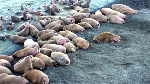 Group of walruses rest on shores of Arctic Ocean on New Earth in Russia. — Stock Video