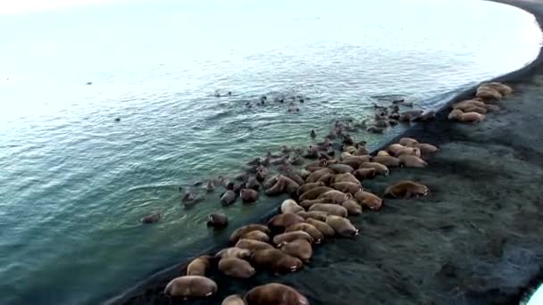 在新地球上俄罗斯北冰洋海岸上的海象其余的组. — 图库视频影像