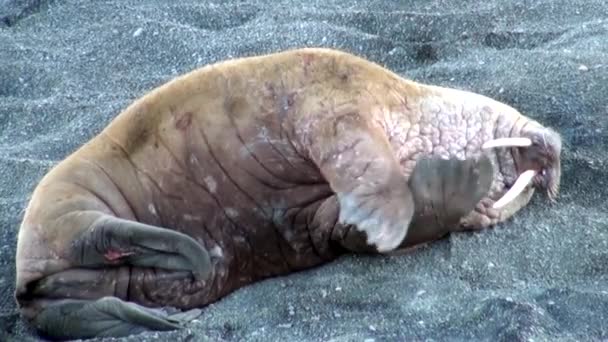 Mroži odpočinku na břehu Severního ledového oceánu na nové zemi v Rusku. — Stock video