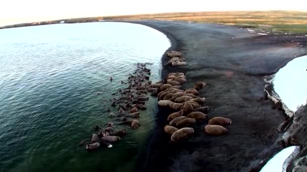 Skupina mrožů odpočinku na břehu Severního ledového oceánu na nové zemi v Rusku. — Stock video