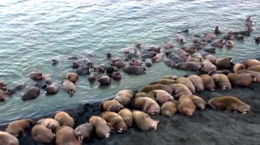 Arktik Okyanusu Rusya'da Yeni Dünya'nın suda walruses kalan grup.