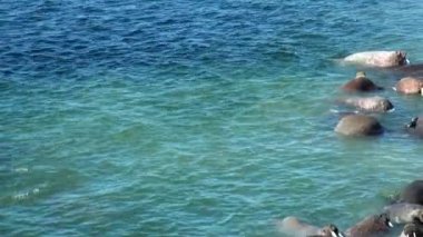 Rusya'da yeni dünya üzerindeki Arktik Okyanusu kıyısında walruses kalan grup.