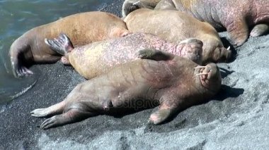 Rusya'da yeni dünya üzerindeki Arktik Okyanusu kıyısında walruses kalan grup.