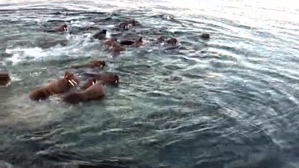 Groupe de morses reposent dans l'eau de l'océan Arctique sur la Nouvelle Terre en Russie . — Video