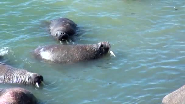 Groep van walrussen rest in water van de Noordelijke IJszee op de nieuwe aarde in Rusland. — Stockvideo