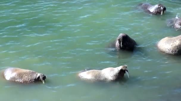 Group of walruses rest in water of Arctic Ocean on New Earth in Russia. — Stock Video