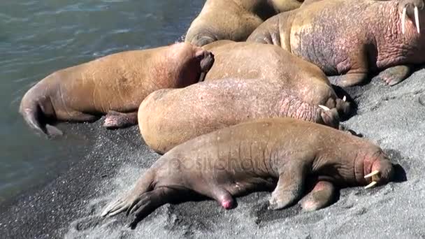 Skupina mrožů odpočinku na břehu Severního ledového oceánu na nové zemi v Rusku. — Stock video