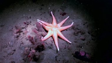 Denizyıldızı kırmızı renk su altında beyaz deniz dibinin üzerinde.