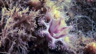 Lucernaria quadricornis su altında beyaz deniz