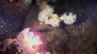 Beyaz kabarık metridium su altında beyaz deniz dibinin üzerinde.