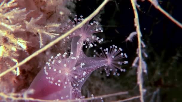 Lucernaria quadricornis under vattnet i vita havet — Stockvideo