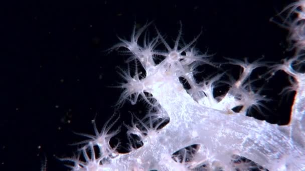 Corail doux duveteux blanc sous l'eau sur le fond marin de la mer Blanche . — Video