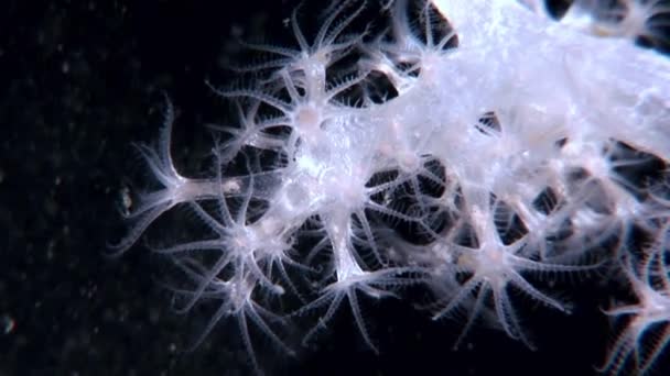 Weiße flauschige Weichkorallen unter Wasser auf dem Meeresboden des weißen Meeres. — Stockvideo