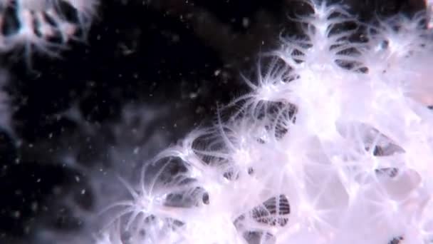 Valkoinen pörröinen pehmeä koralli veden alla Vienanmeren pohjalla . — kuvapankkivideo