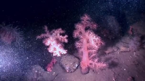 Vit fluffig mjuk korall under vattnet på havsbotten i vita havet. — Stockvideo
