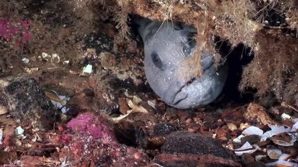 Lanceta de peces bagre en el fondo del mar bajo el agua en el océano del Mar Blanco . — Vídeos de Stock